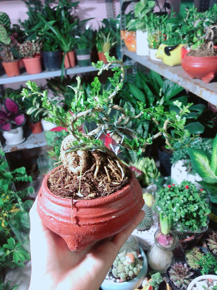 [HCM]Chậu Cây Cần Thăng Bonsai