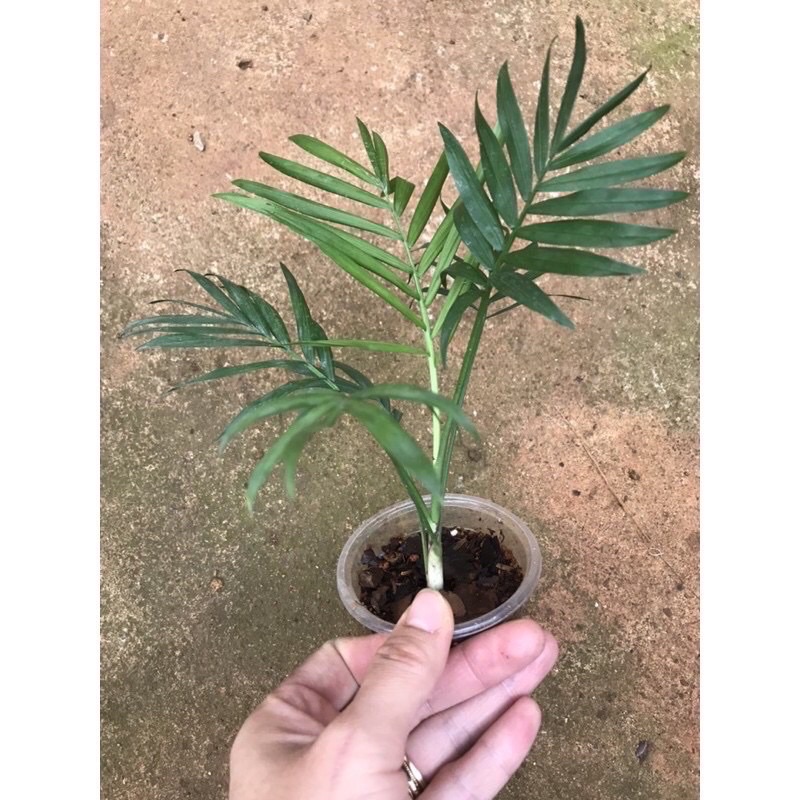 Cây cau tiểu trâm 1 thân