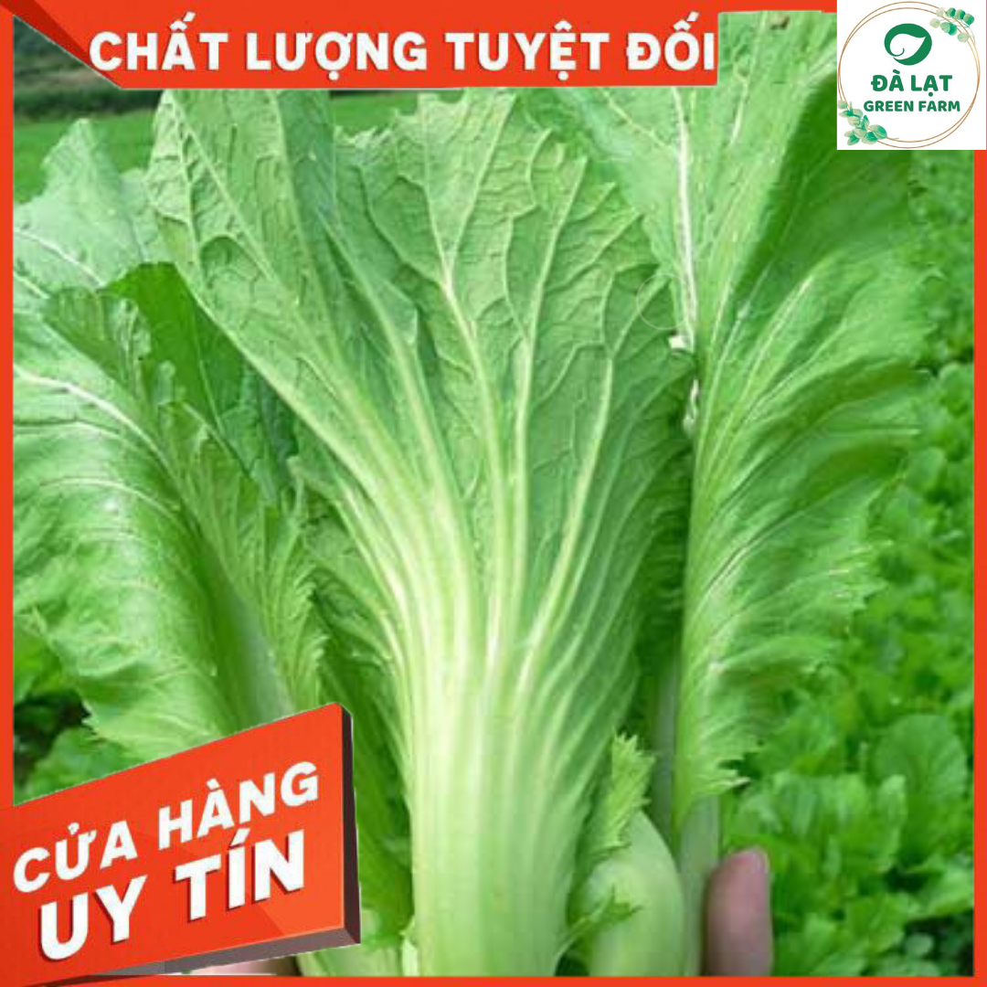 20GR_HẠT GIỐNG CẢI BẸ DƯA (NẢY MẦM CHUẨN)