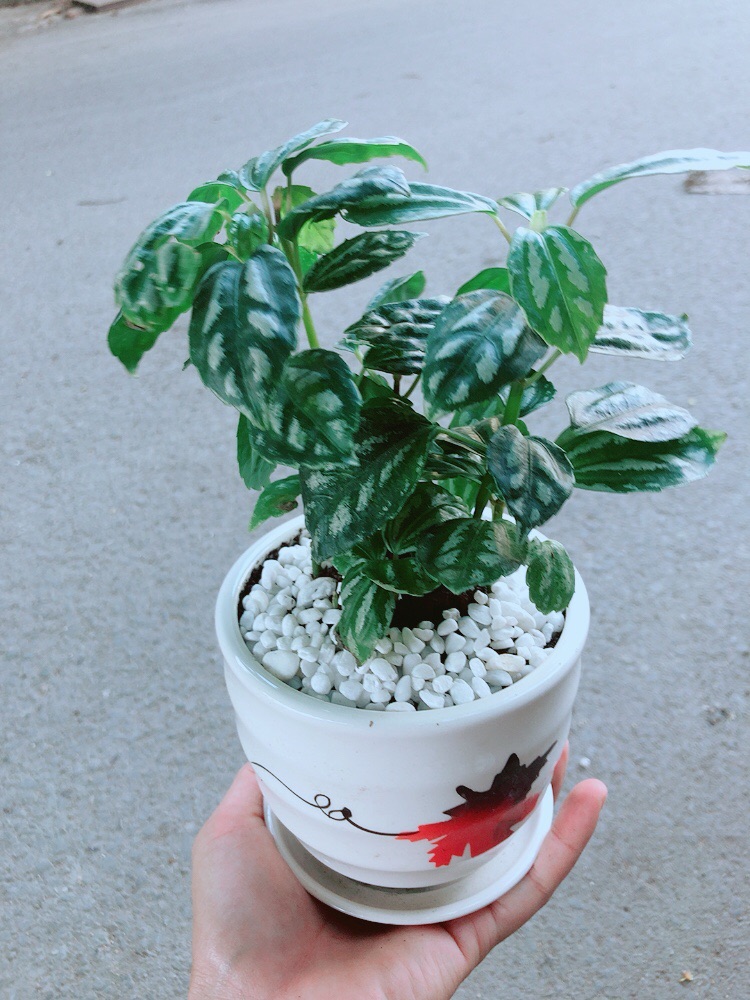 Chậu Cây Lá Dưa Hấu
