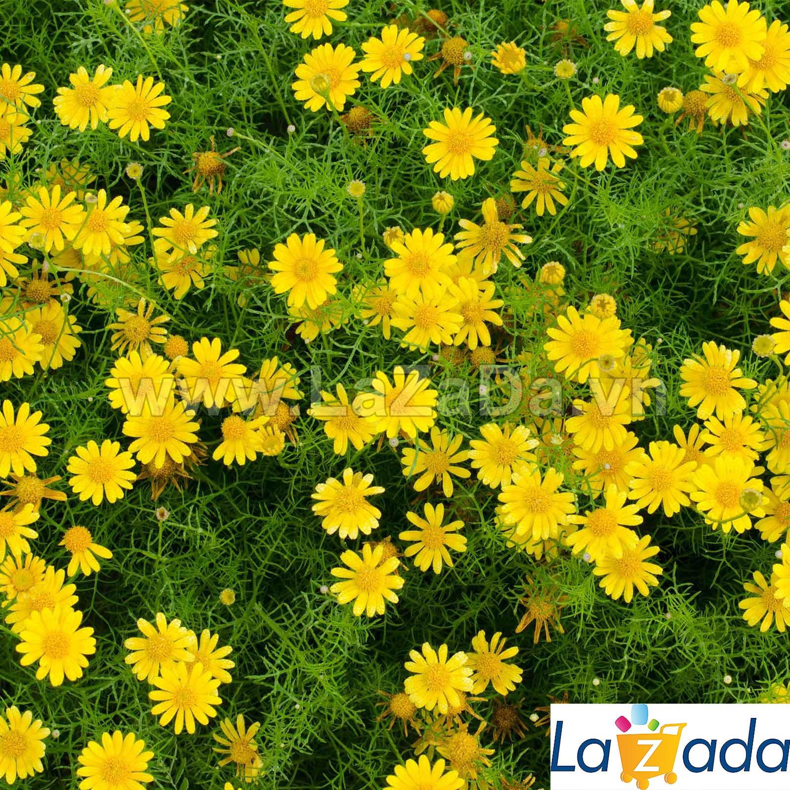 100h Hạt Giống Hoa Cúc Sao Băng USA (C4.202| -KD: B25*V74*M233)