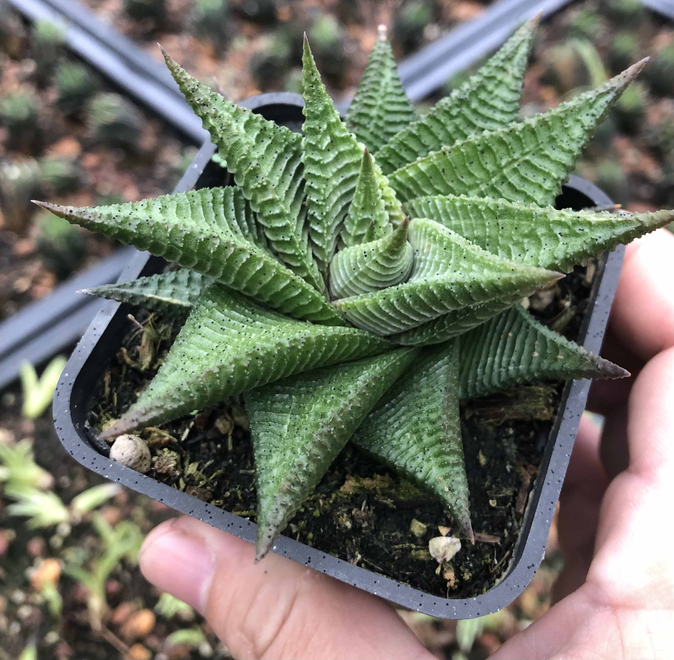 Xương rồng xoáy