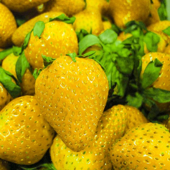 100 hạt giống quả dâu tây vàng