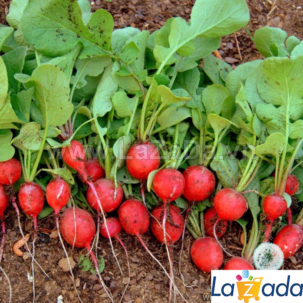 1Gr Hạt Giống Củ Cải Đỏ Cherry (A1.205| G10*W64*M211)