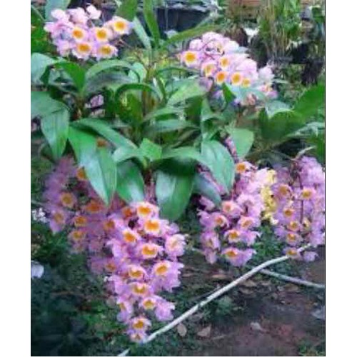 Lan rừng, Lan KIỀU KIỀU TÍM hàng thuần rừng hoa siêu đẹp, gửi đi nguyên GIÒ (chậu) uy tín là chất lượng