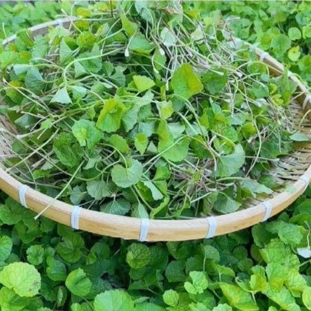 Hạt giống rau má gói 1gr