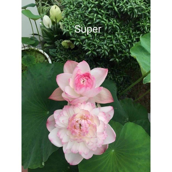 Củ sen Super lotus ra hoa sau 45 ngày