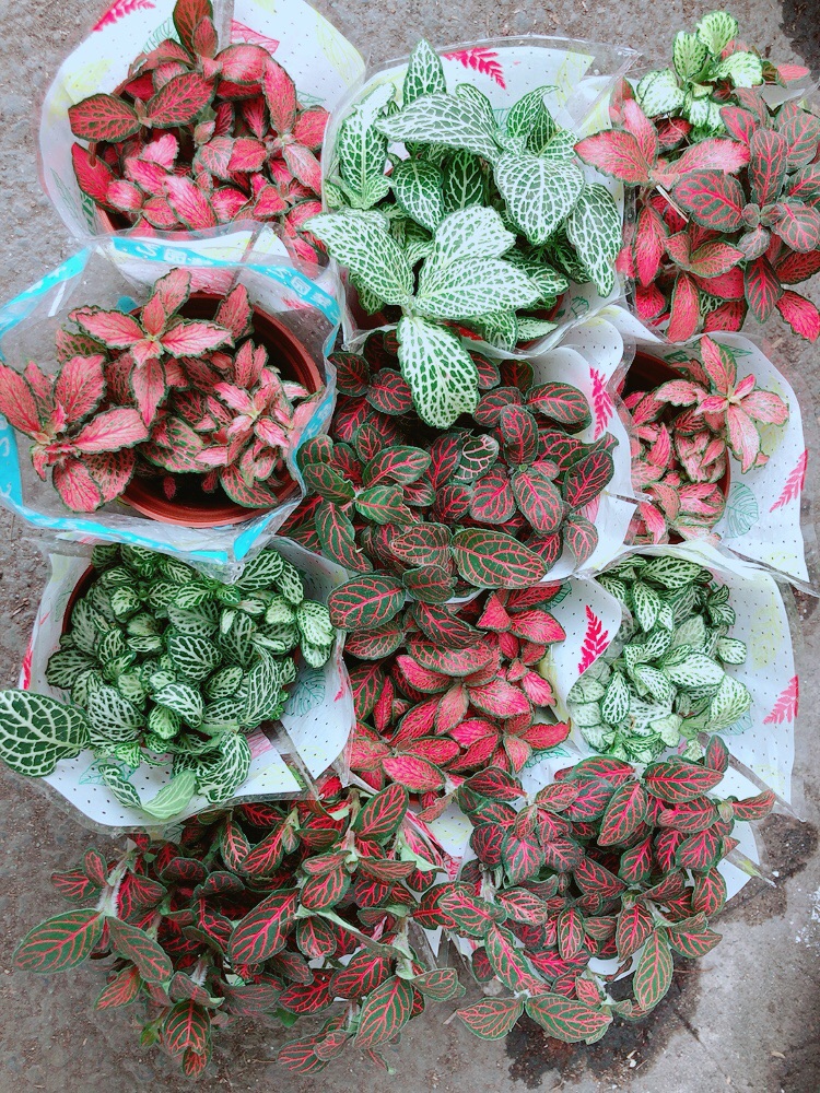 Cây Cẩm Nhung (lá may mắn)