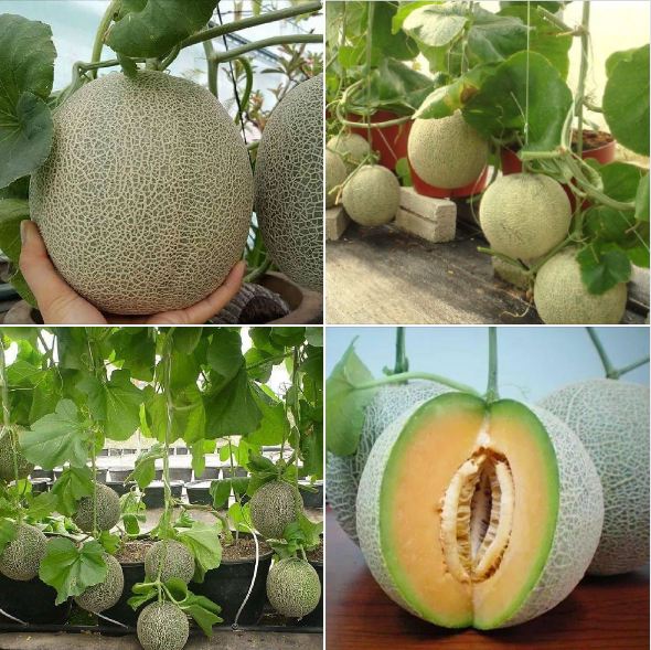 Hạt giống dưa lưới vỏ xanh - 1 gói 10 hạt