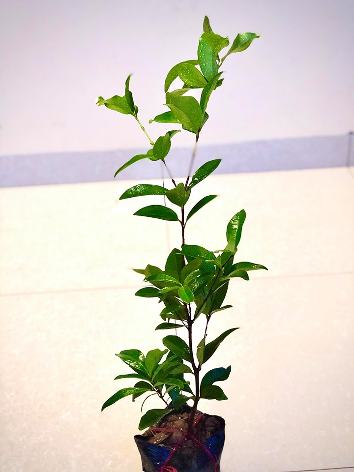 Cây cherry brazil nhiệt đới size trung cao 50 cm