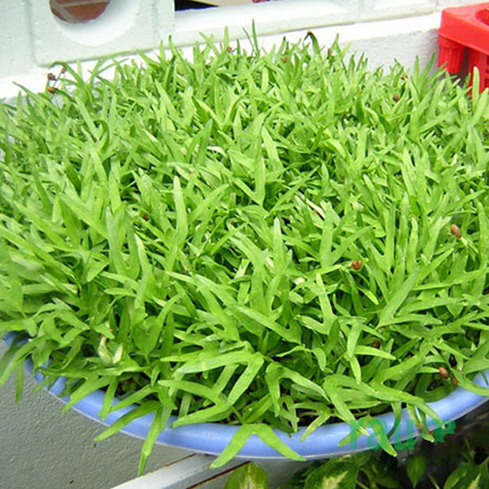 Hạt giống mầm rau muống 100gram/túi giá rẻ