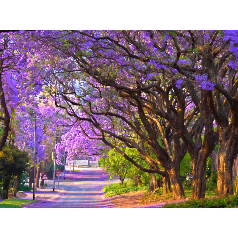Cây giống hoa Phượng Tím - Jacaranda mimosifolia