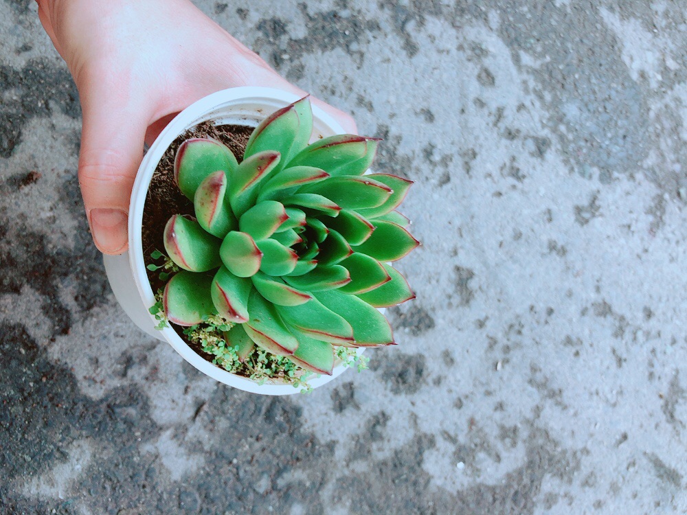 Chậu Sen Đá Viền Đỏ