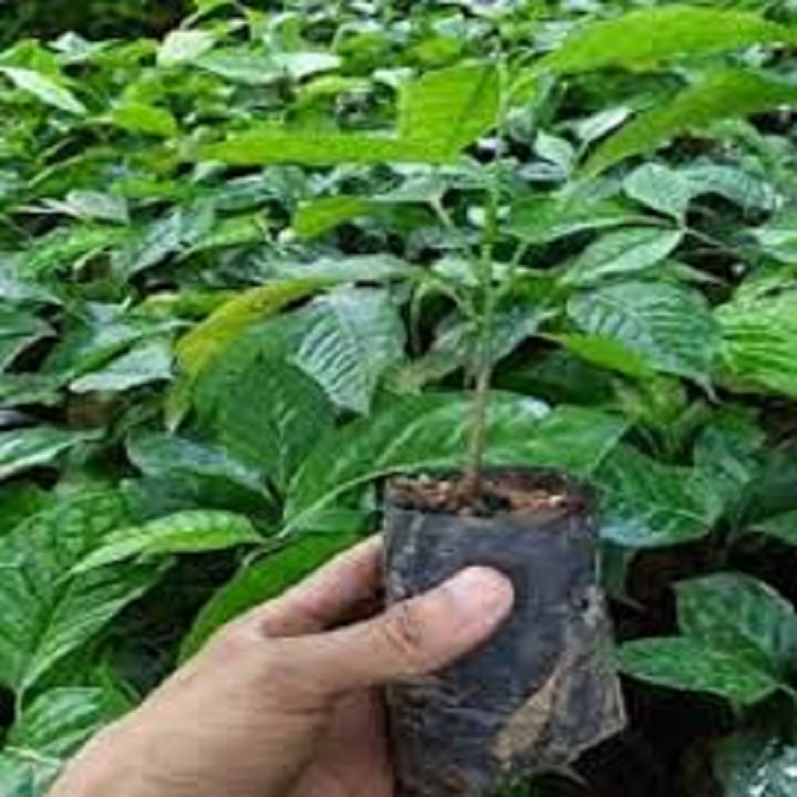 Cây giống cây húng vịt