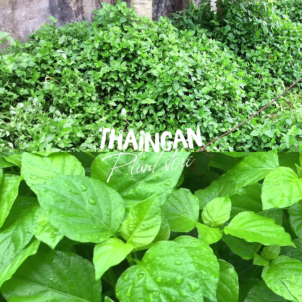 Bồ ngót nhật