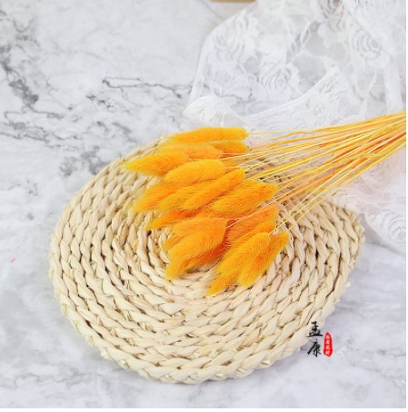 Cỏ đuôi thỏ decor Hoa đuôi thỏ khô SIÊU XINH hoa khô decor trang trí nhà cửa phòng ngủ