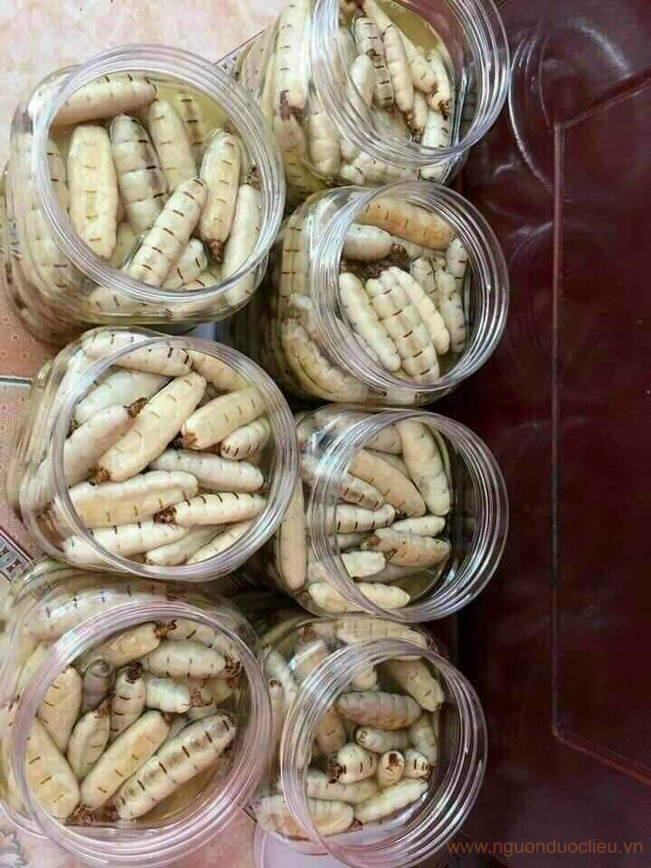 20 CON MỐI CHÚA SIZE NHỠ