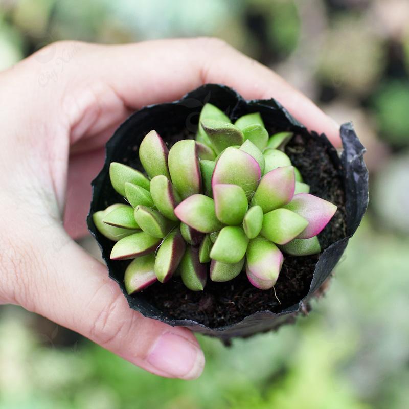Sen Đá Hồng Sao Chậu Lớn