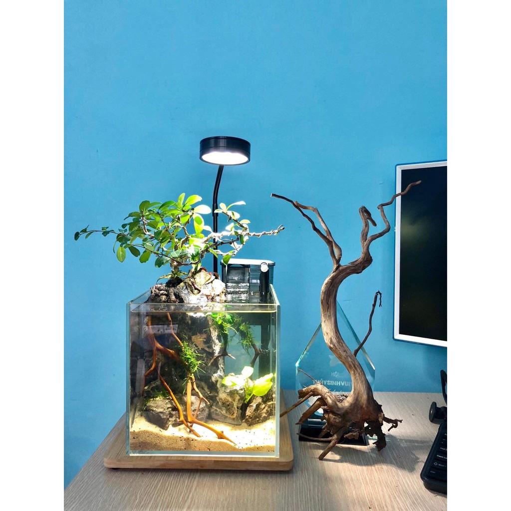 Đèn thuỷ sinh, tiểu cảnh mini đế gỗ 5W