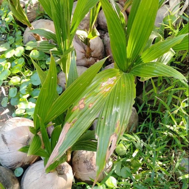 COMBO 4 CÂY DỪA SÁP GIỐNG ĐẶC RUỘT