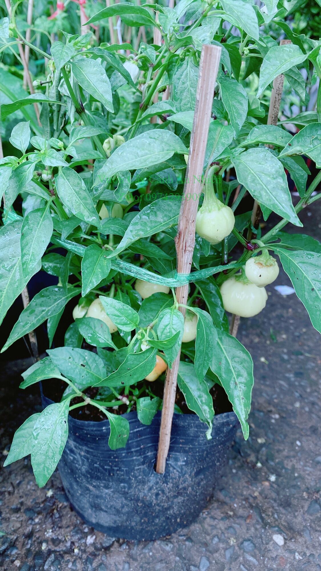 Cây Ớt Cà