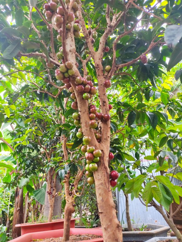 Cây giống Nho Thân Gỗ 12 Vụ