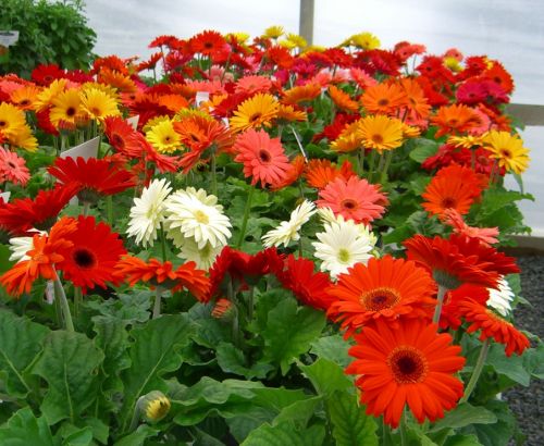 Hạt giống hoa Đồng tiền mix