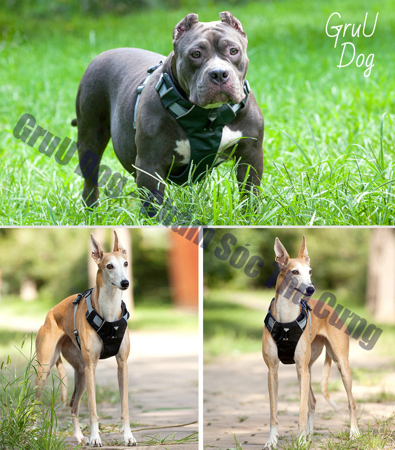 Đai Yếm dắt chó đi dạo GruU Dog cao cấp