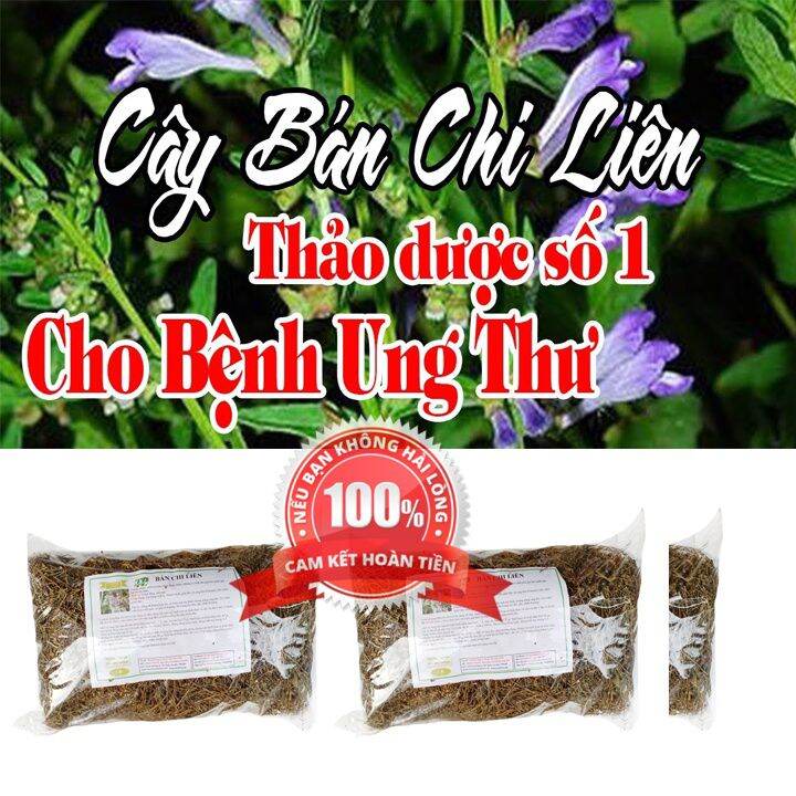 1 kg cây bán chi liên ( hoàng cầm râu) khô sạch mới.