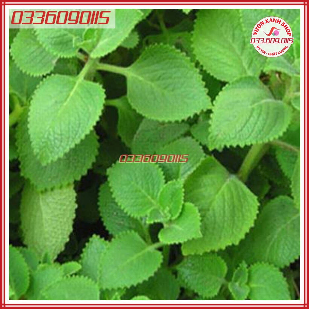 0,1g Hạt giống rau húng chanh giống tốt, thơm, không cần chăm sóc nhiều - hạt tuyển chọn loại 1