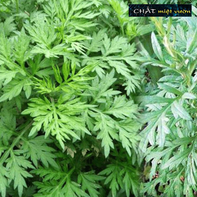 Cây giống ngải cứu - Cây thuốc nam (cây cao 20-35cm như hình)