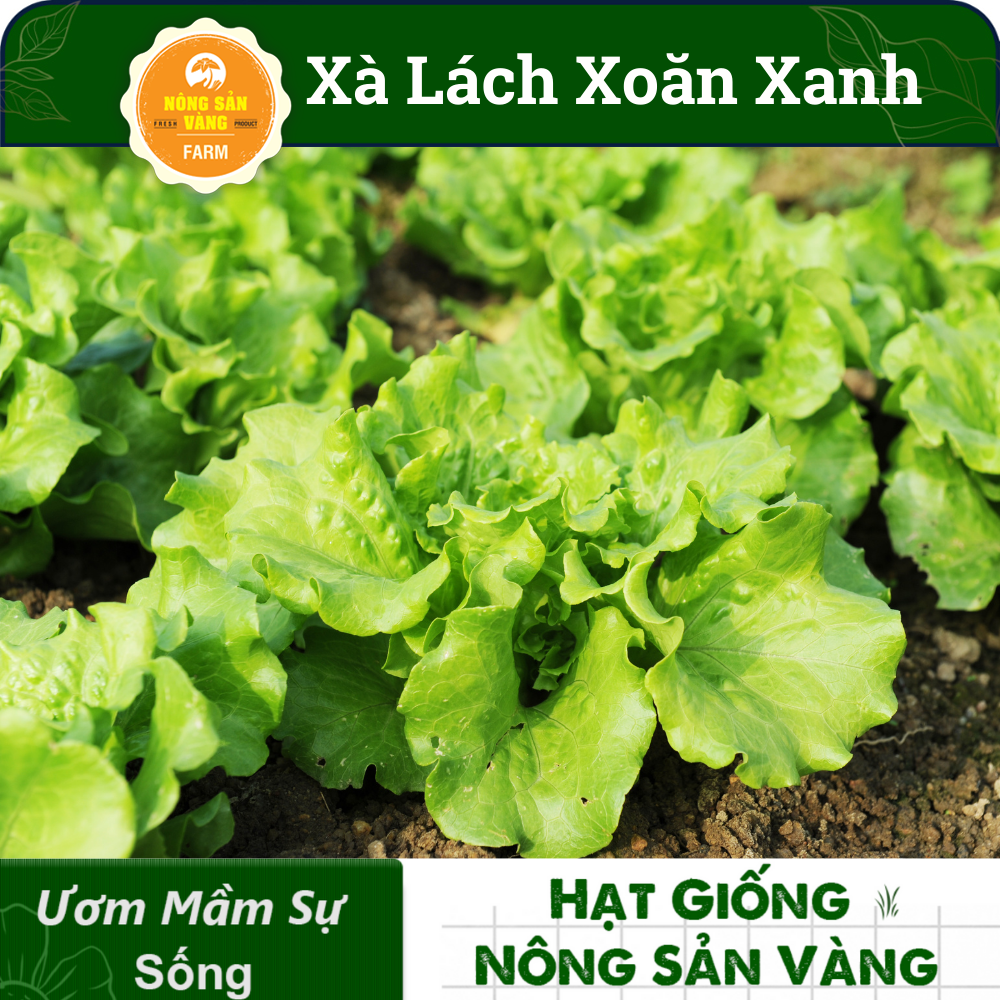 Seeds lettuce curly green (pack of 0.5 gram)-shallow gold