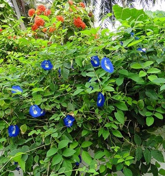 Gói Hạt Giống Hoa Đậu Biếc 10 Hạt