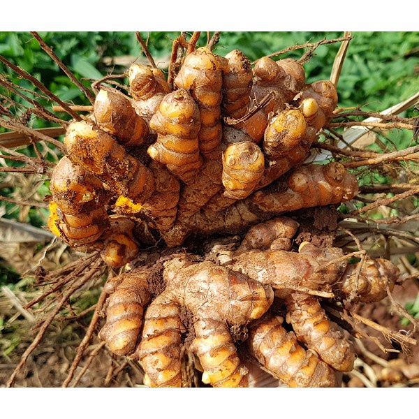 Bột Nghệ Thực Phẩm Ướp Thịt Cà Ri Vàng 1Kg (Turmeric Powder)