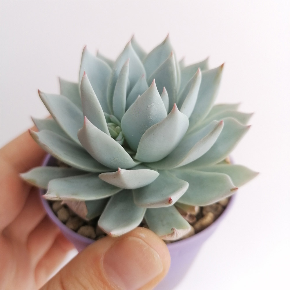 SEN ĐÁ ĐÀ LẠT RANDOM SIZE BÉ 🌇 (1 cây, mua nhiều chọn khác loại tối đa 12 loại) ❤️ HƯ 1 ĐỔI 1