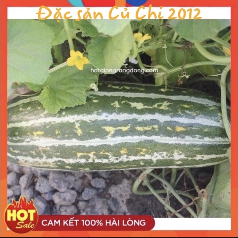 Hạt Giống Dưa Gang Rd 779 Rạng Đông Gói 1Gram
