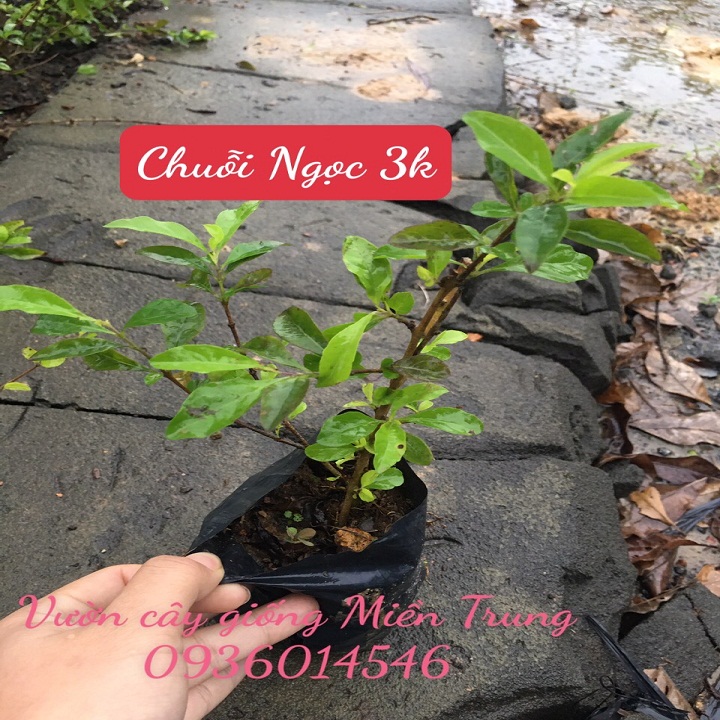 Cây chuỗi ngọc- Cây trồng viền- Combo 3 bầu