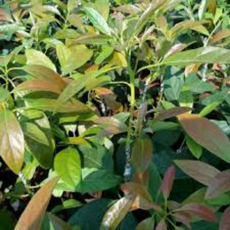 cây giống bơ hass úc