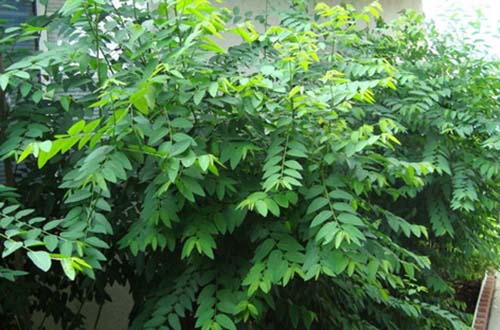 Cây bồ ngót phơi khô 500 gam