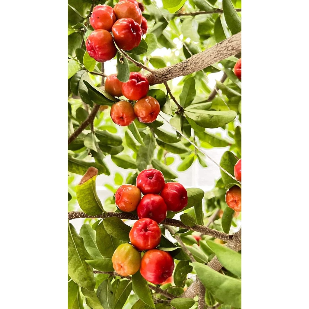 XTRA Cây giống sơ ri Thái ngọt, siêu ngọt - siêu trái