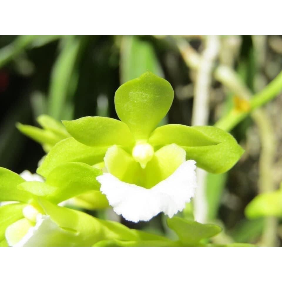 Hoa Lan cù lao minh(1 cây) HOA TẾT