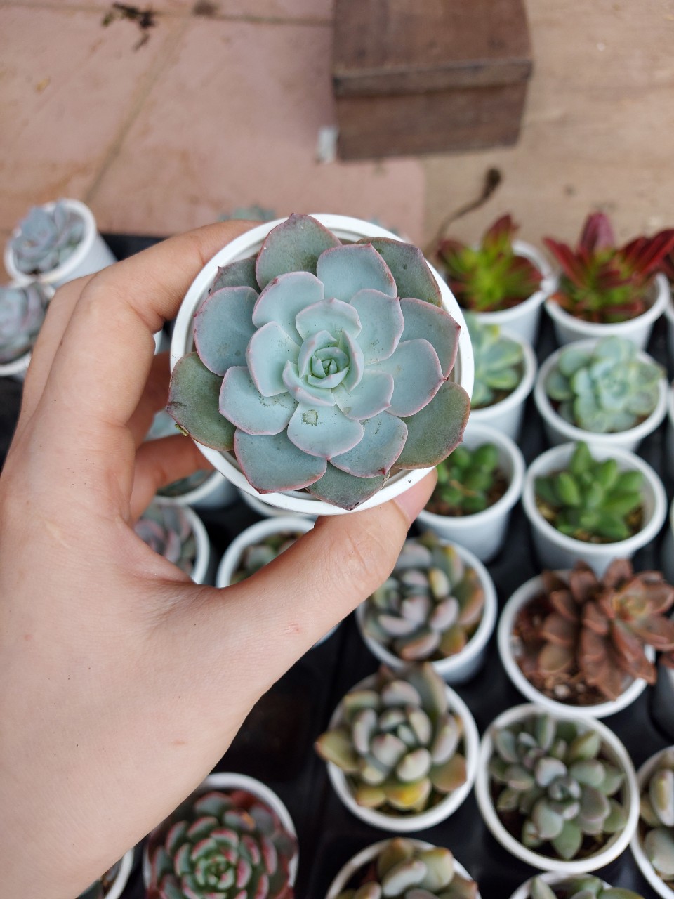 Sen đá cỡ nhỏ ngẫu nhiên