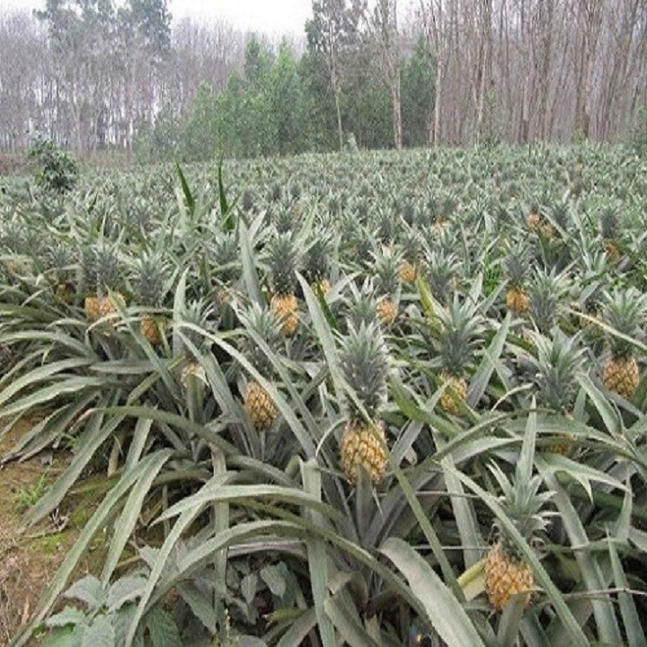 Cây giống dứa mật, GIỐNG CAO SẢN