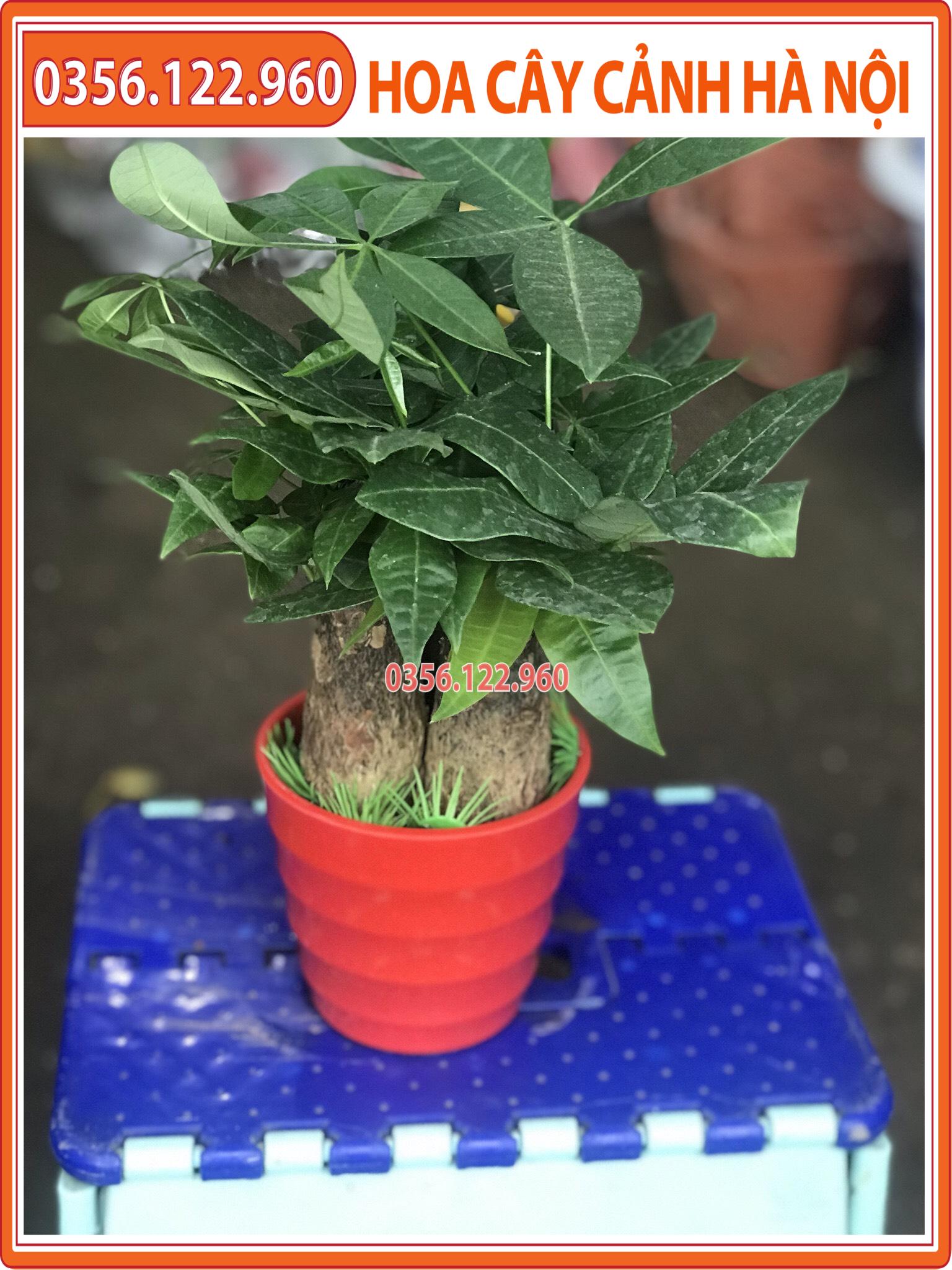 Chậu cây kim ngân để bàn 3 thân