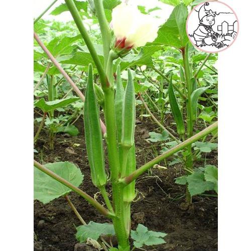 HẠT ĐẬU BẮP LAI ẤN ĐỘ - GÓI 20 GRAM