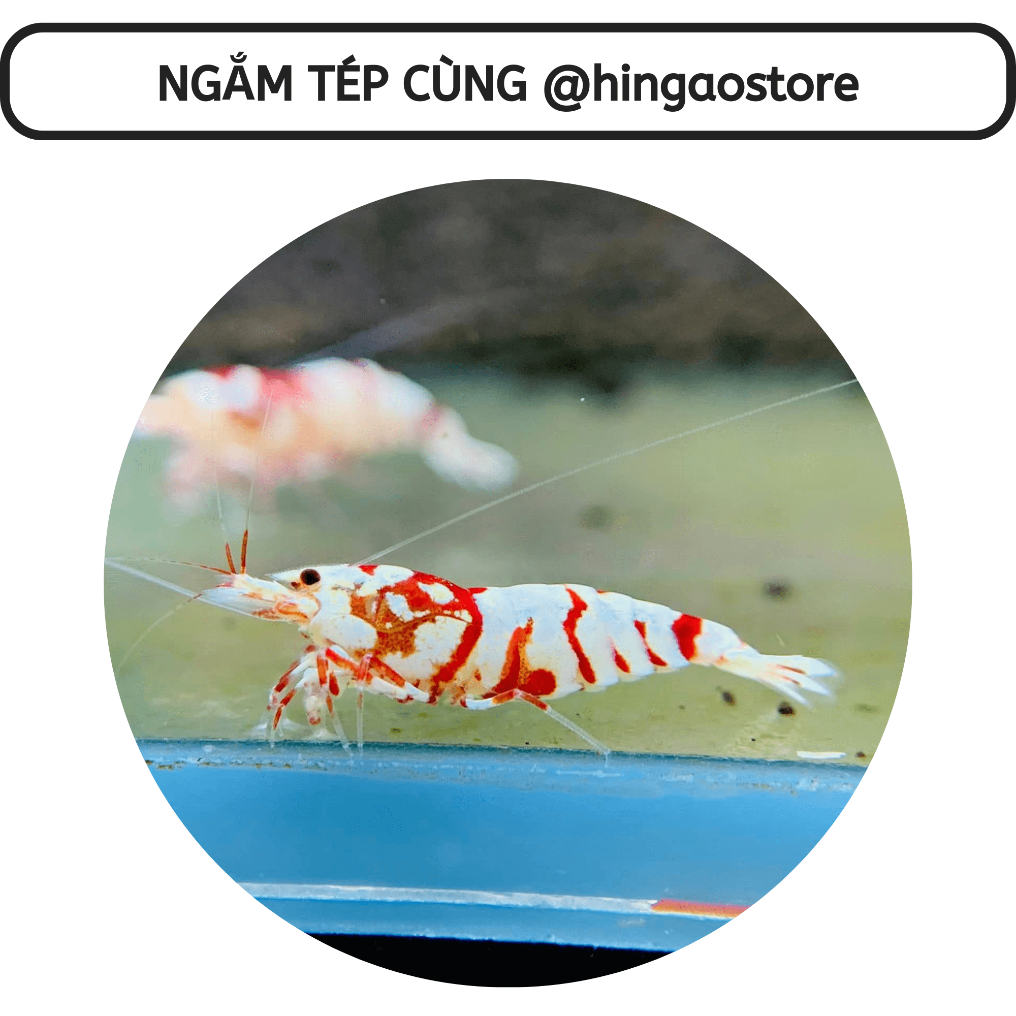 Fish food cage-fish accessory | Hingaostore.