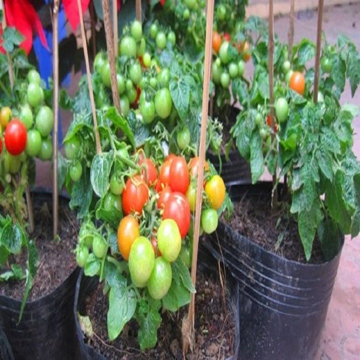 CHẬU CÂY CÀ CHUA BI + Tặng 2 Cây Quế Giống