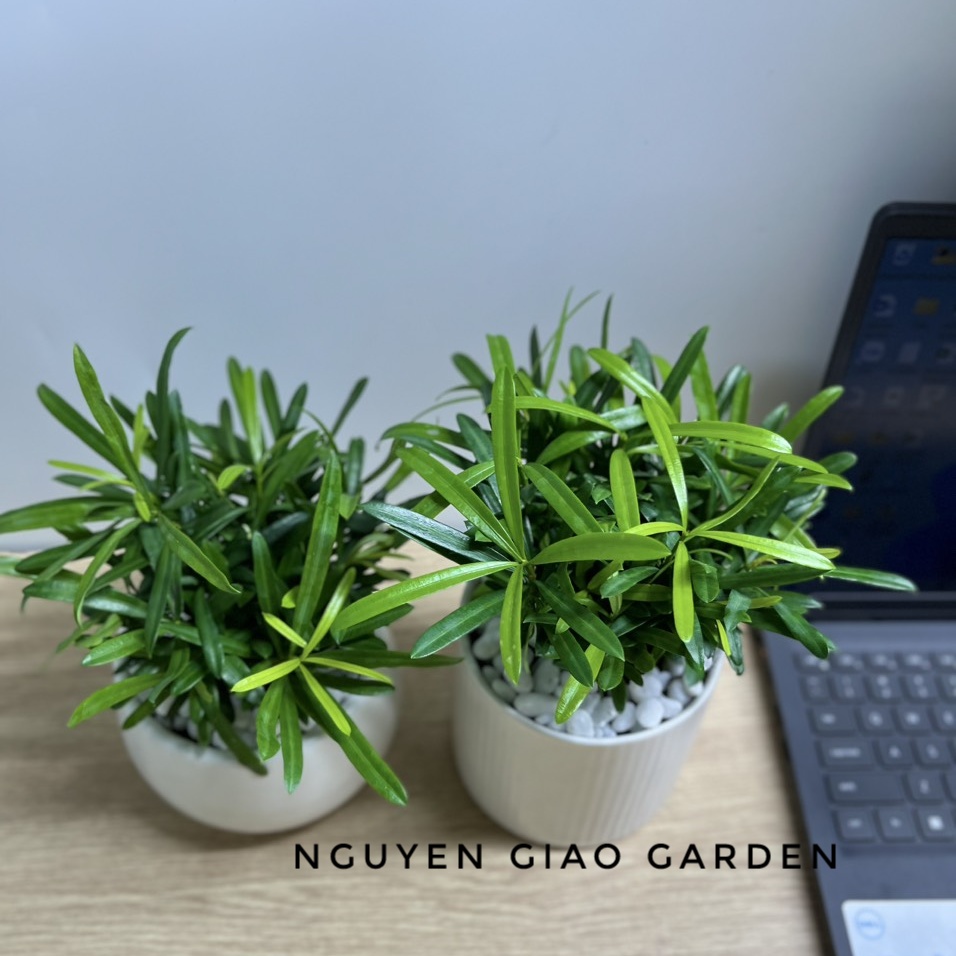 Cây tùng la hán, vạn niên tùng để bàn