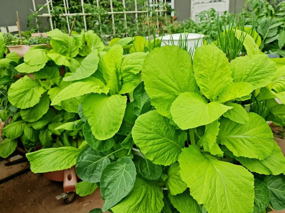Tháp trồng rau hữu cơ Eco Việt Nam
