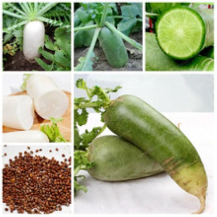 Gói 200 hạt giống củ cải xanh củ cải đường